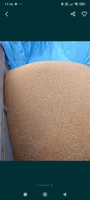 Pszenica, pszenżyto, owies, żyto - workowane