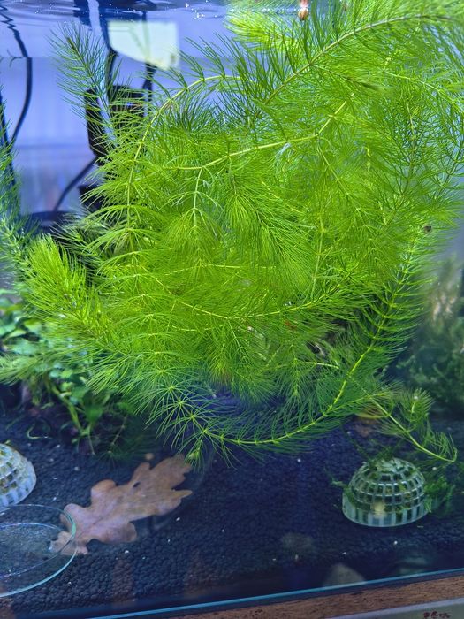 Rogatek roślina akwariowa