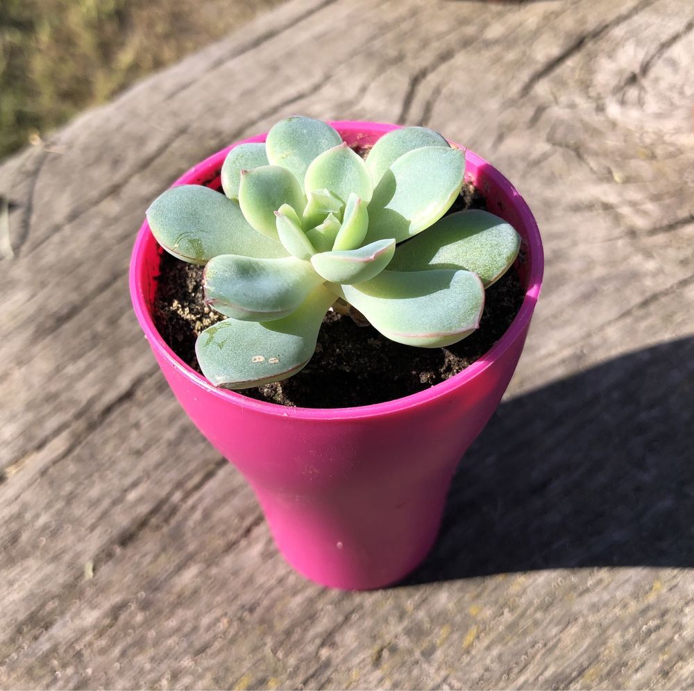 Суккулент Echeveria