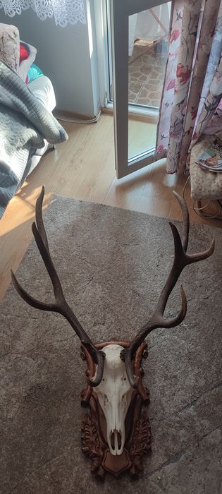 Poroże jelenia byka rogi