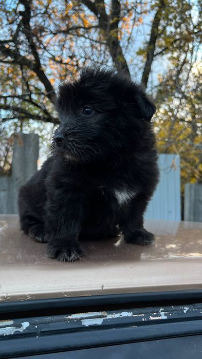 Отдам_ щенки_ собаки _ гриша