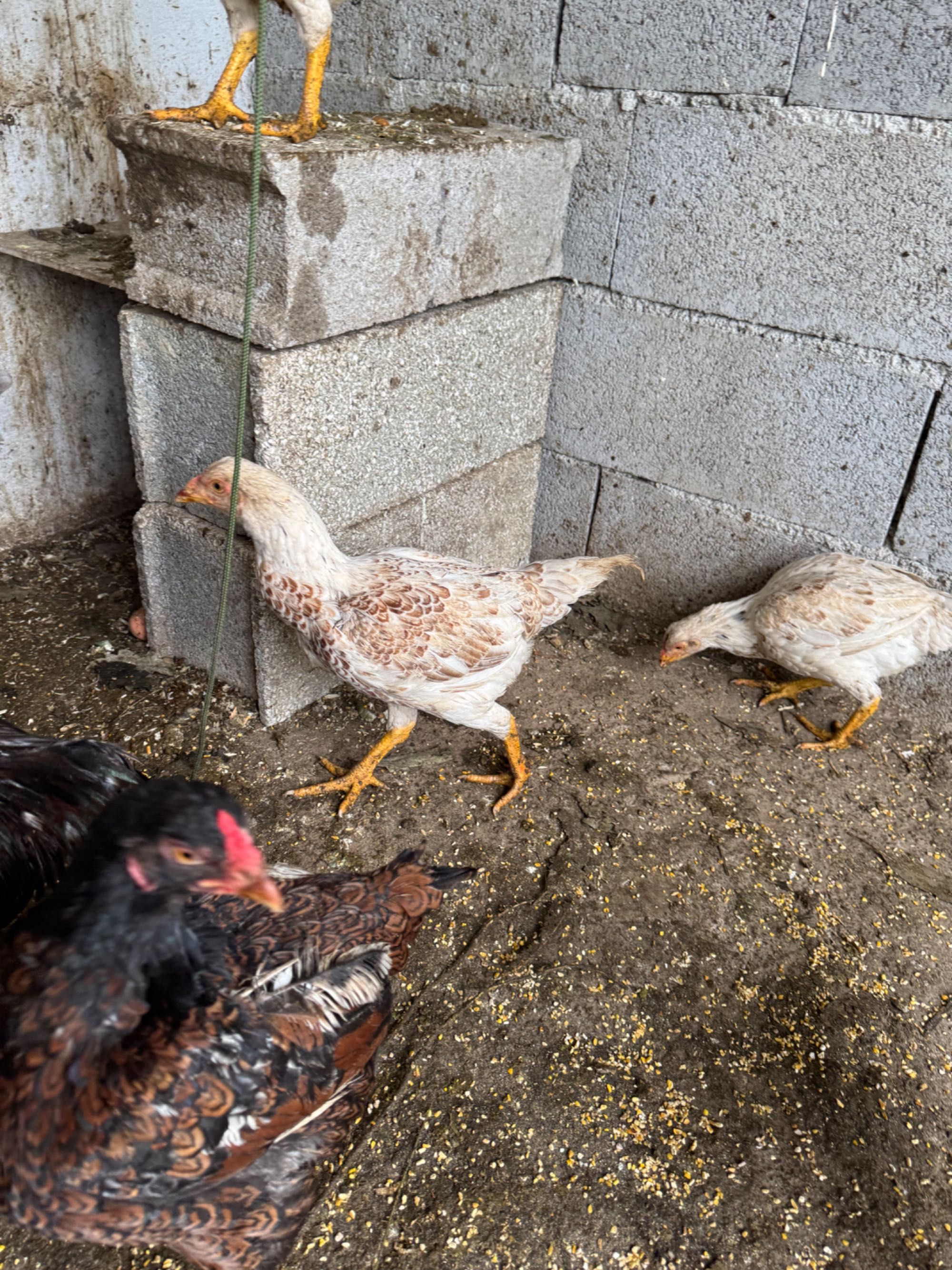 cornish azul prado Faisao e jubileo ovos ,e juvenis de varias idades