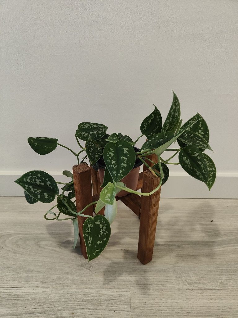 Satin pothos // planta interior