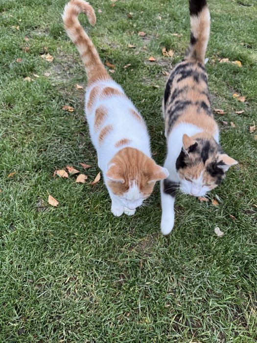 Kotka rudo-czarno-biała