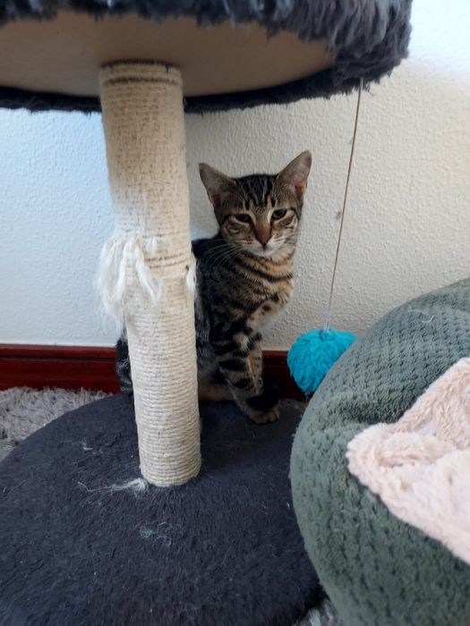 Gato 6 meses castrado para adoção