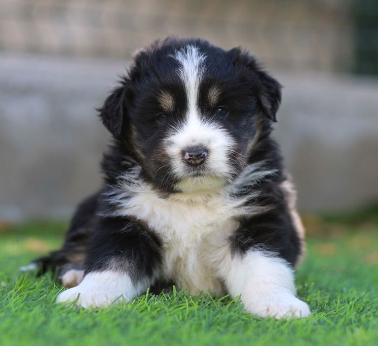 Pastor americano miniatura (mini aussi)