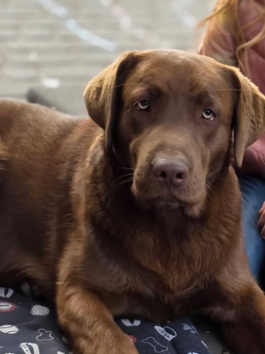 Oddam psa w dobre ręce czekoladowy labrador