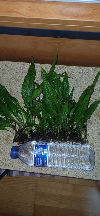 Plantas de aquário