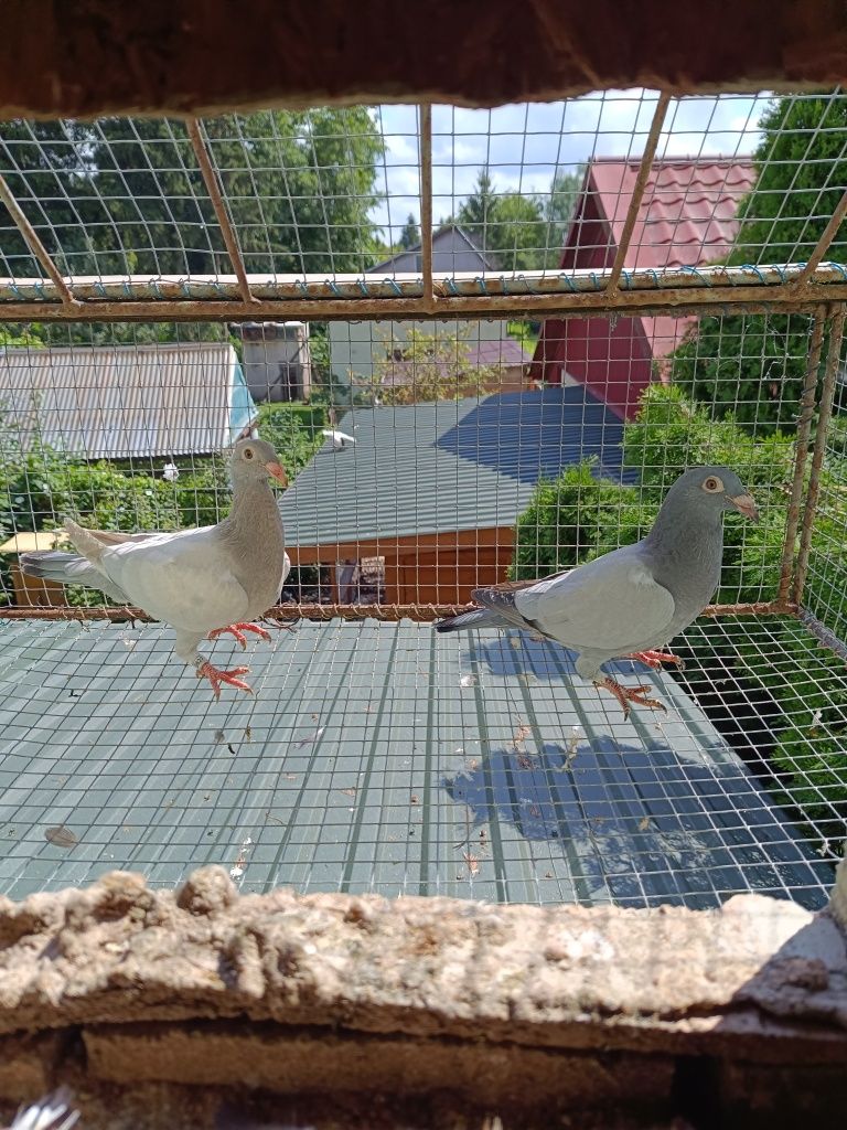 Gołębie pocztowe barelsy