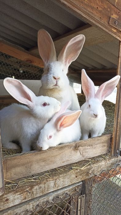 Бельгієць,самчик,кролі