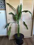 Sterlizia  reginae sterlicia królewska 100 cm