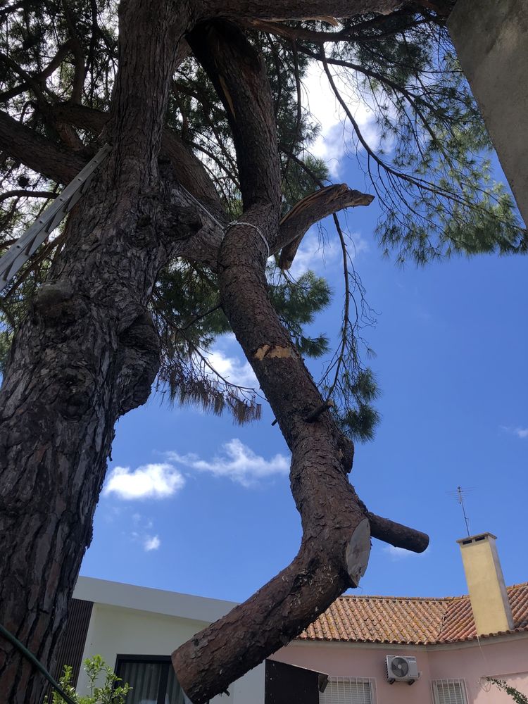 Limpeza terrenos e corte arvores