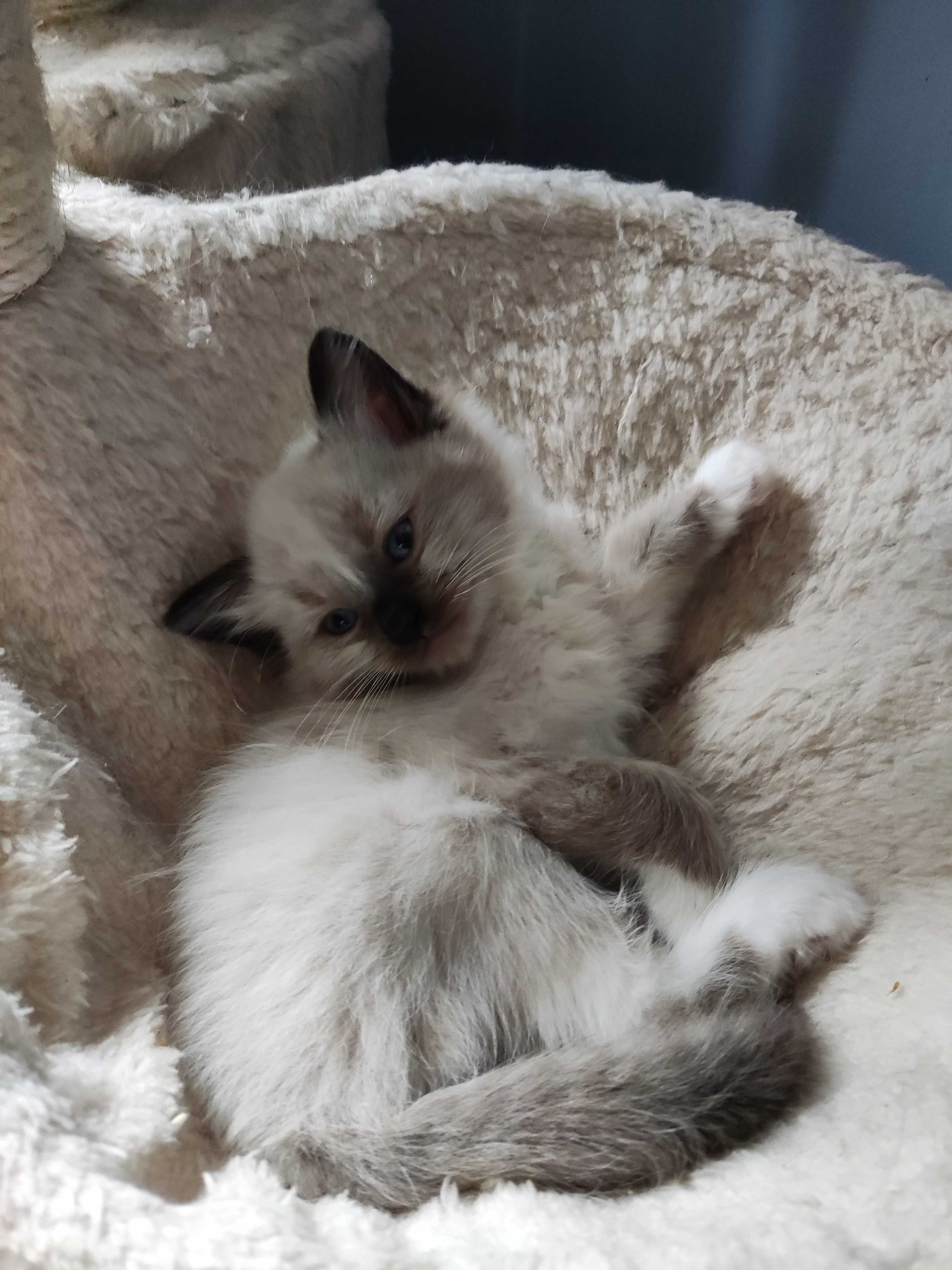 Ragdoll Kot kotka