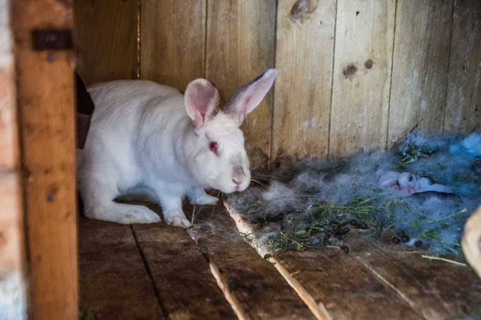 Продам кроликів живих на забій