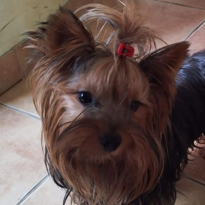 Yorkshire terrier