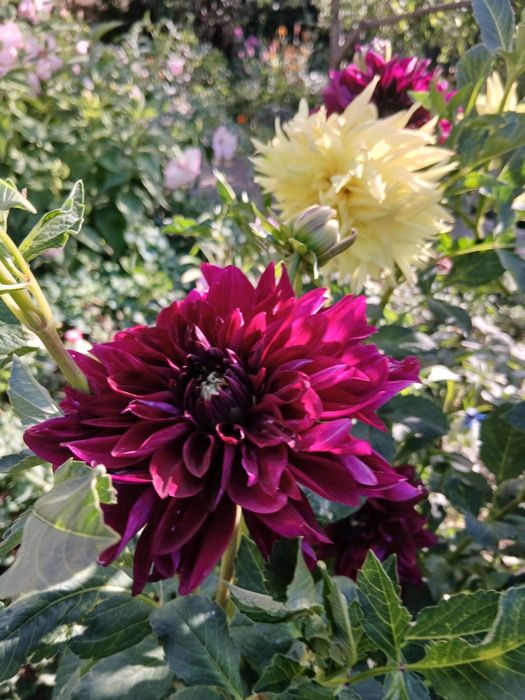 Продам жоржини (георгіни)