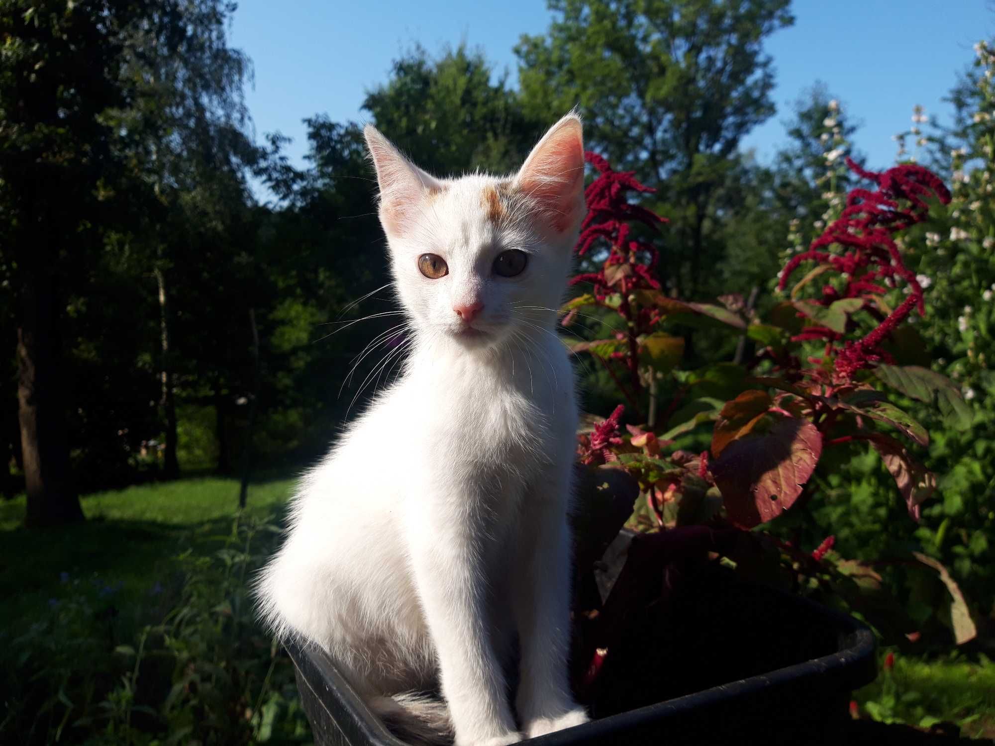 piekna kotka kociczka kotki oddam w dobre rece