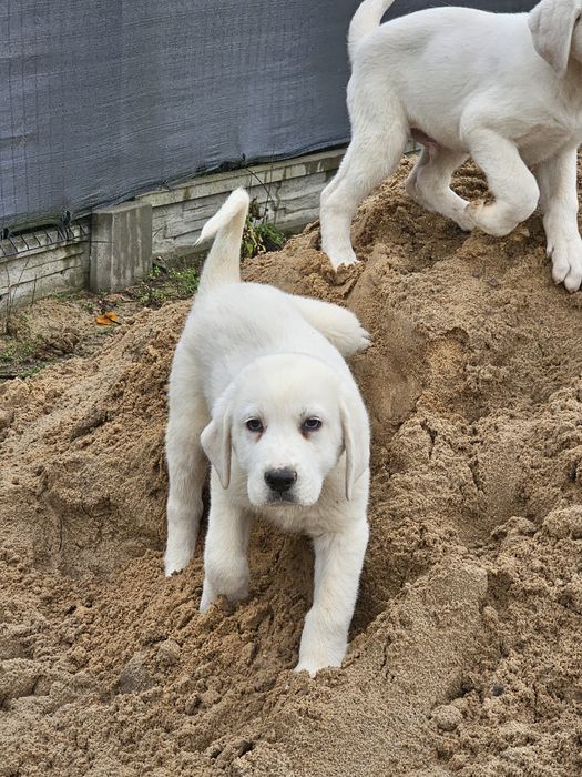 Owczarek Środkowoazjatycki! Piękny Pies!