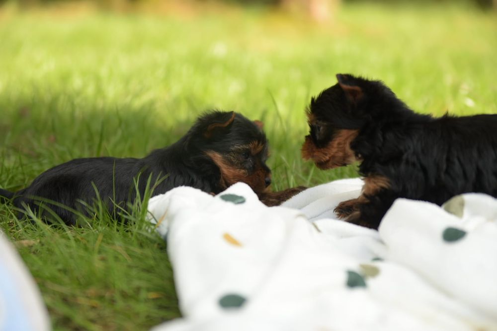 York Yorkshire terrier jeden trzech Muszkieterów chip paszport wyprawk