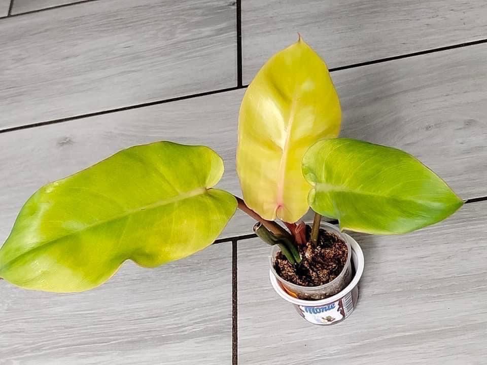 Philodendron Ping Tong