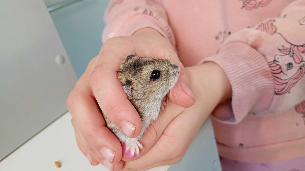 Chomiki dżungarskie – słodkie maluchy! Biało-szaro-brązowe, oswojone!