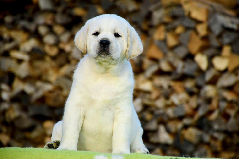 Щенки лабрадор ретривер! Для тех кто выбирает качество!
