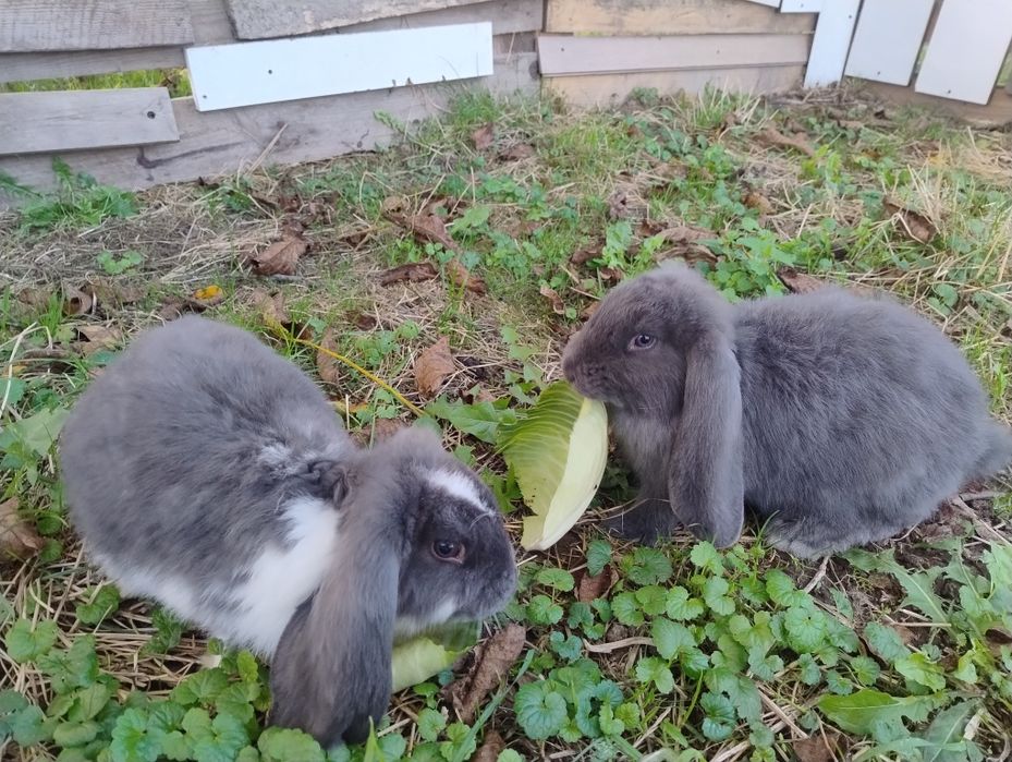 Baran Francuski 4 miesięczny