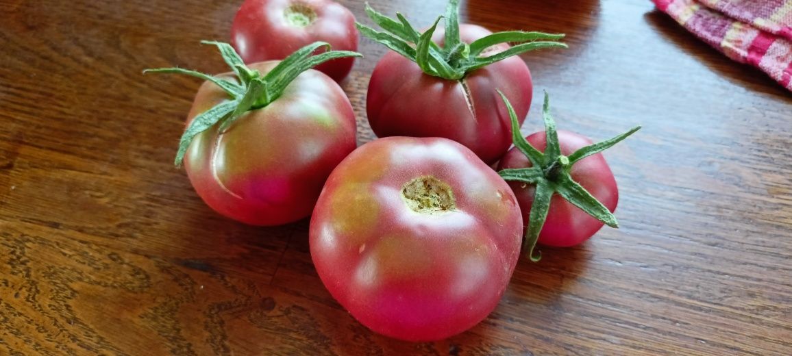 Nasiona pomidorów dużo odmian, ogórki gruntowe nasiona
