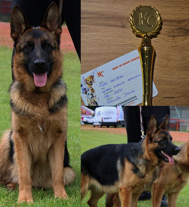 Owczarek niemiecki suka FCI