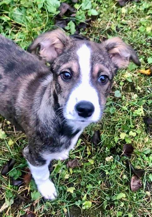 щеня шукає дім та добрі руки