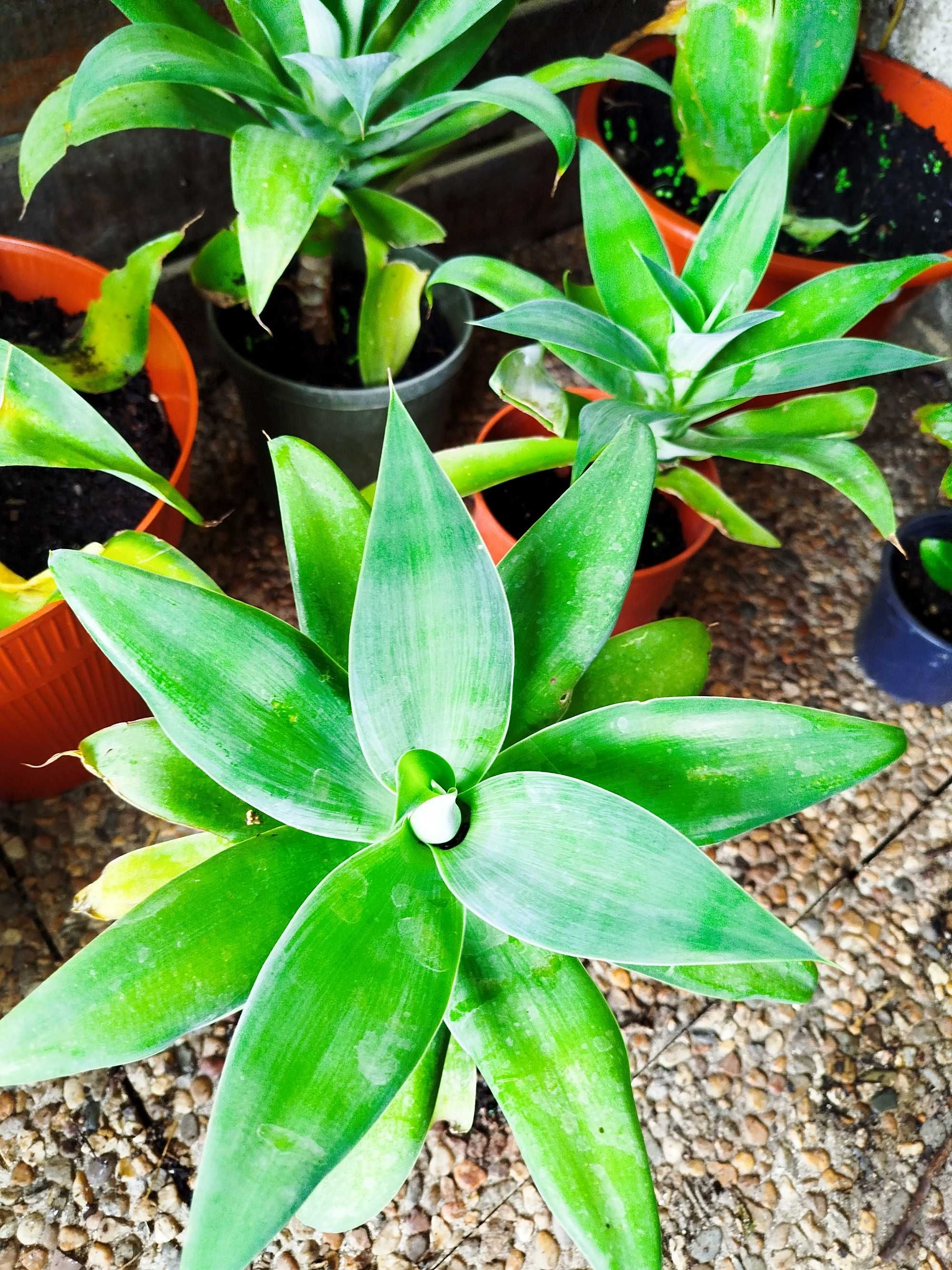 Agave Dragão - agave attenuata
