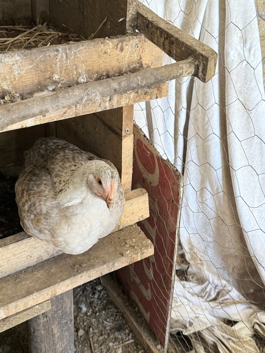 galinhas , frangos e pitos troca