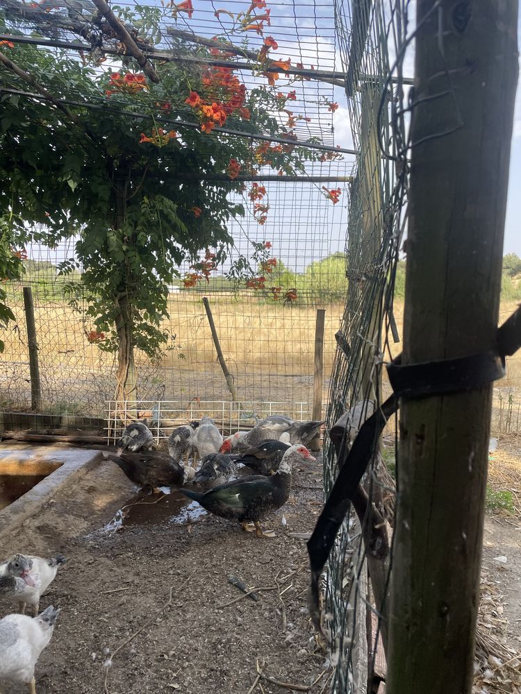 Patos mudos com 3 meses