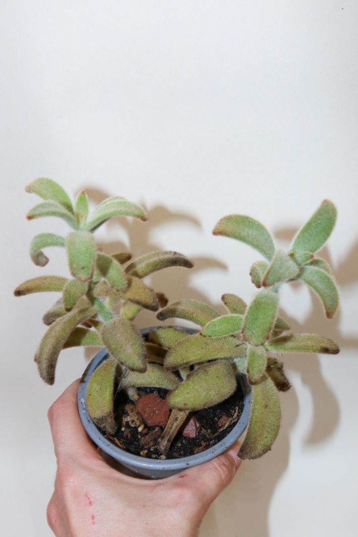 Vendo orelha de gato (Kalanchoe tomentosa)