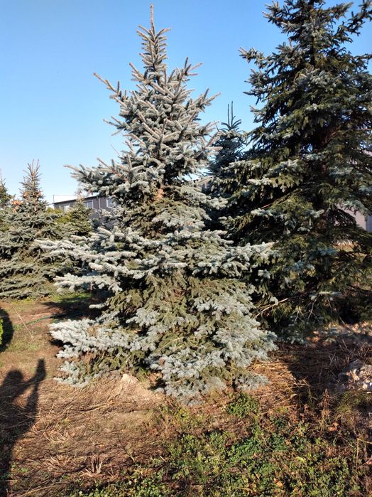 Świerk Srebrny "Glauca" 300-350cm