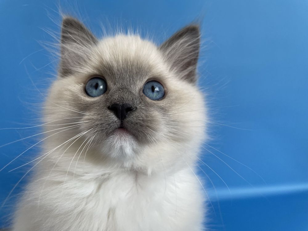 Котёнок, регдолл, Ragdoll,