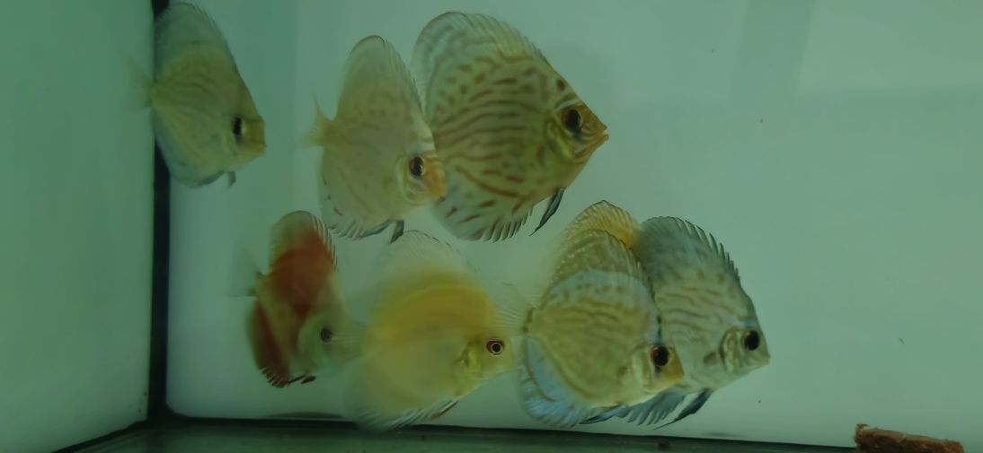 discus variados 9 a 11cm 5 unidades