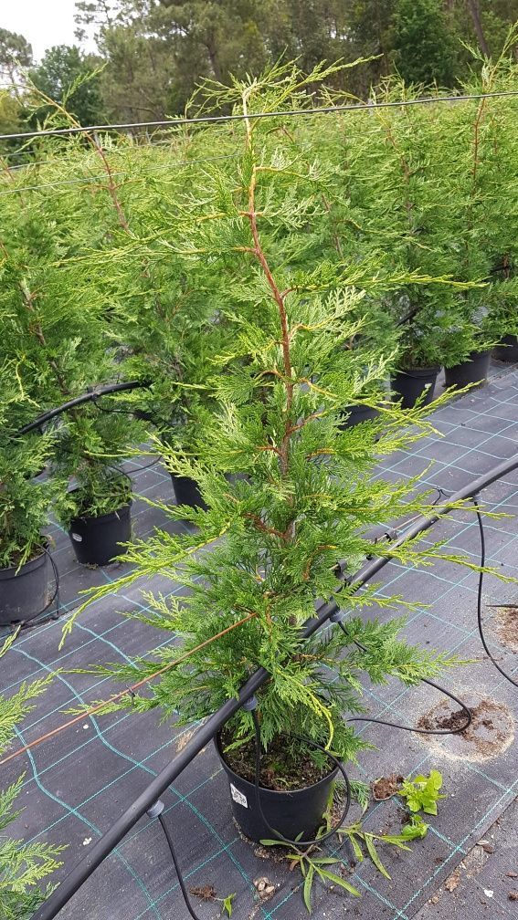 Ciprestes leylandii para sebes/vedação  "cedros / Cupressus