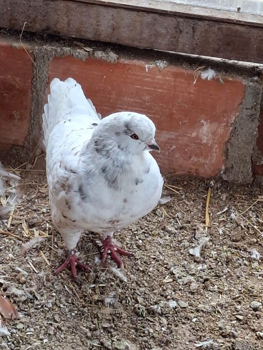 Pombos raça show King para venda