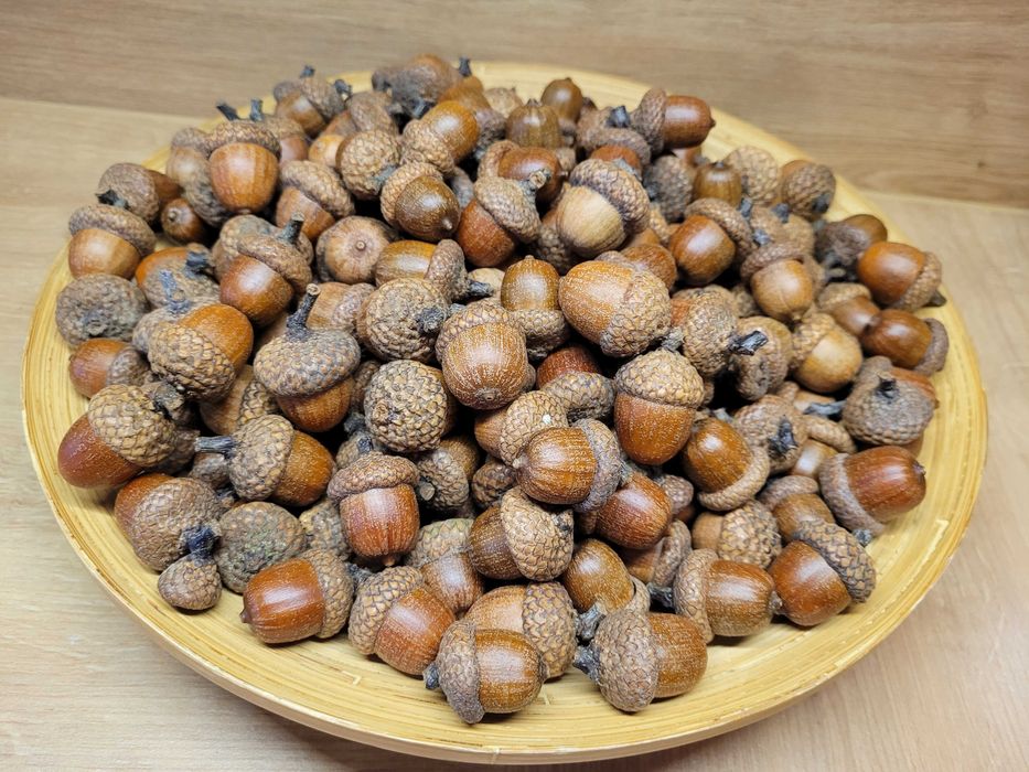 żołędzie naturalne żołędzie szypułkowe art. plastyczne