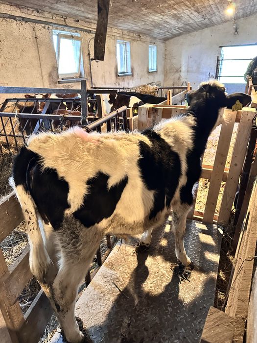 Byczek żarłak bez mleka.