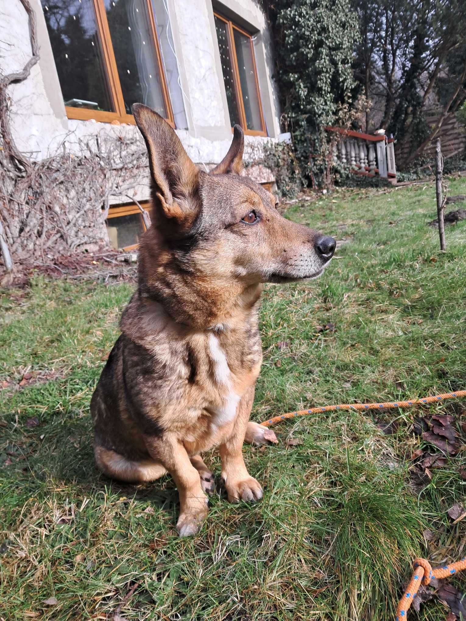 Towarzyski niewielki Odi szuka kochającego człowieka!