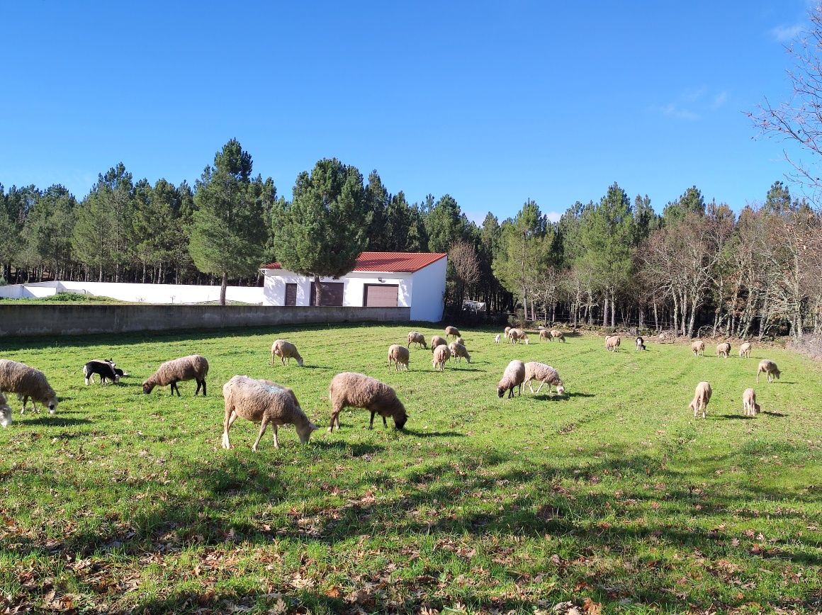 Ovelhas prenhas INRA 401