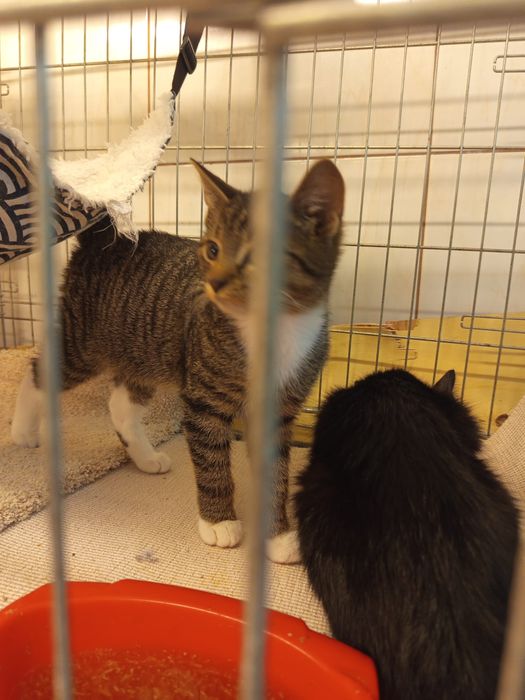 Dwaj bracia szukają domu niewychodzącego