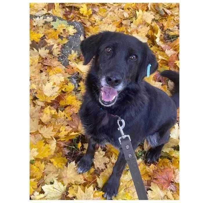 Активная собака в добрые руки