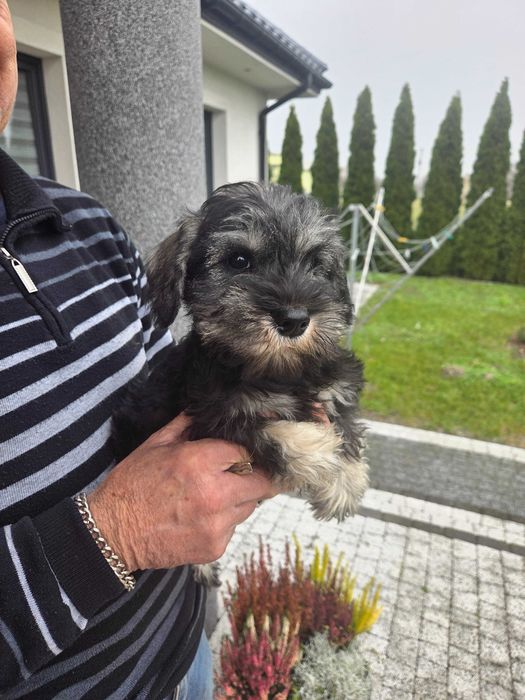 Sznaucer miniaturowy