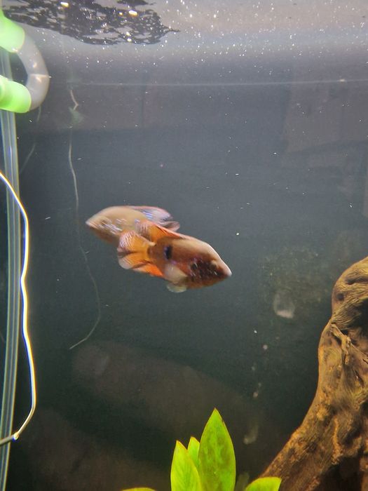 Dois Peixe joia soudaveis