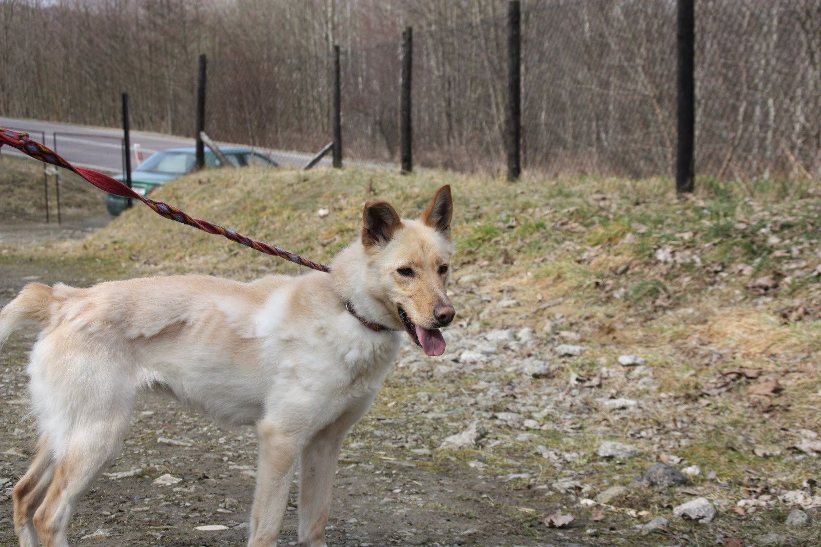 Suczka do adopcji. Sonia. Oddam psa.