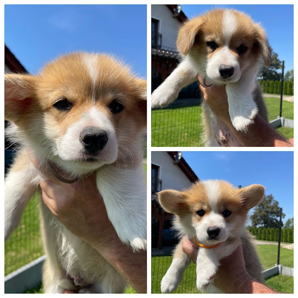 Welsh Corgi Pembroke  ZKwP