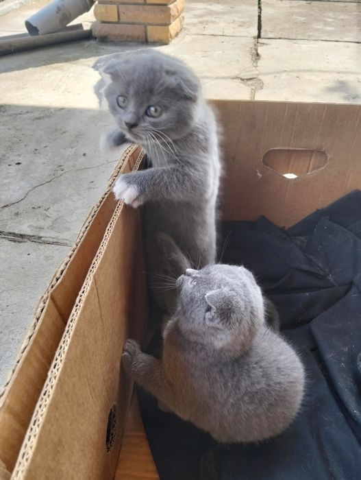 Продаж висловухих котят